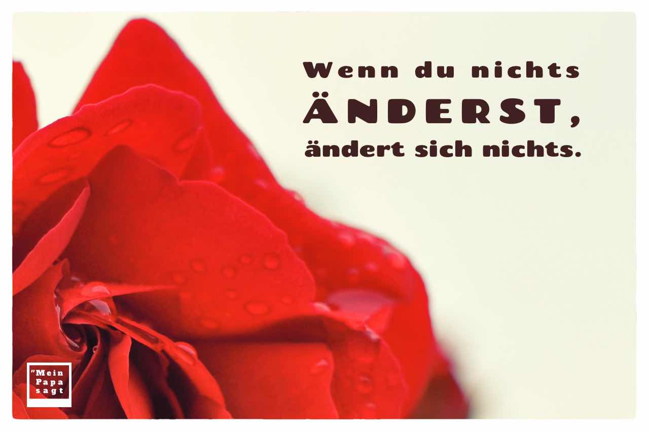 Rote Rose mit Regentropfen und dem Spruch: Wenn du nichts änderst, ändert sich nichts.