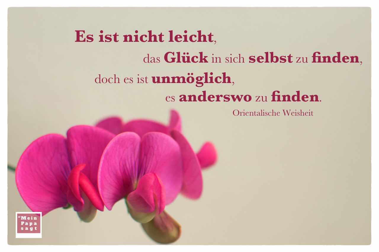 Wicken-Blüten mit der orientalischen Weisheit: Es ist nicht leicht, das Glück in sich selbst zu finden, doch es ist unmöglich, es anderswo zu finden. Orientalische Weisheit