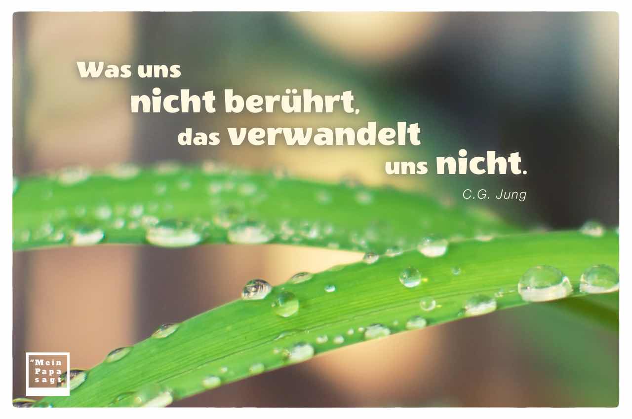 Wassertropfen auf Blättern mit Mein Papa sagt Carl-Gustav Jung Zitat: Was uns nicht berührt, das verwandelt uns nicht. C.G. Jung