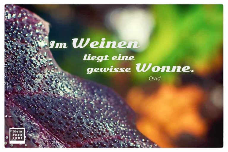 Mein Papa sagt Im Weinen liegt eine gewisse Wonne Ovid Zitate Bild