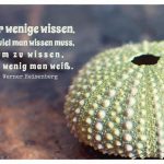Steinseeigel mit dem Heisenberg Zitate-Bild: Nur wenige wissen, wie viel man wissen muss, um zu wissen, wie wenig man weiß. Werner Heisenberg