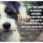Hund-Mischling mit dem Goethe Zitate-Bild: Wer Tiere quält, ist unbeseelt und Gottes guter Geist ihm fehlt, mag noch so vornehm drein er schaun, man sollte niemals ihm vertraun. Johann Wolfgang von Goethe