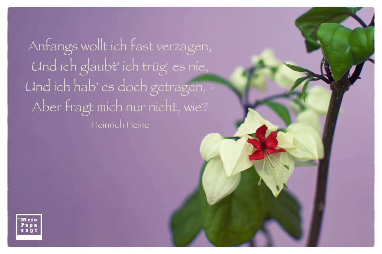 Blüte mit dem Heine Gedicht Bild: Anfangs wollt ich fast verzagen, Und ich glaubt' ich trüg' es nie, Und ich hab' es doch getragen, - Aber fragt mich nur nicht, wie? Heinrich Heine