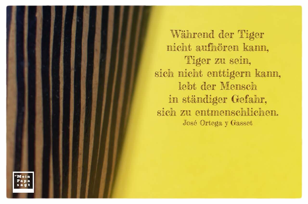 Afrikanische Tigermaske mit Gasset Bilder Zitat: Während der Tiger nicht aufhören kann, Tiger zu sein, sich nicht enttigern kann, lebt der Mensch in ständiger Gefahr, sich zu entmenschlichen. José Ortega y Gasset