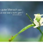 Kleine Blüten mit Brecht Zitate Bilder: Ein guter Mensch sein. Ja wer wär´s nicht gern? Bertolt Brecht