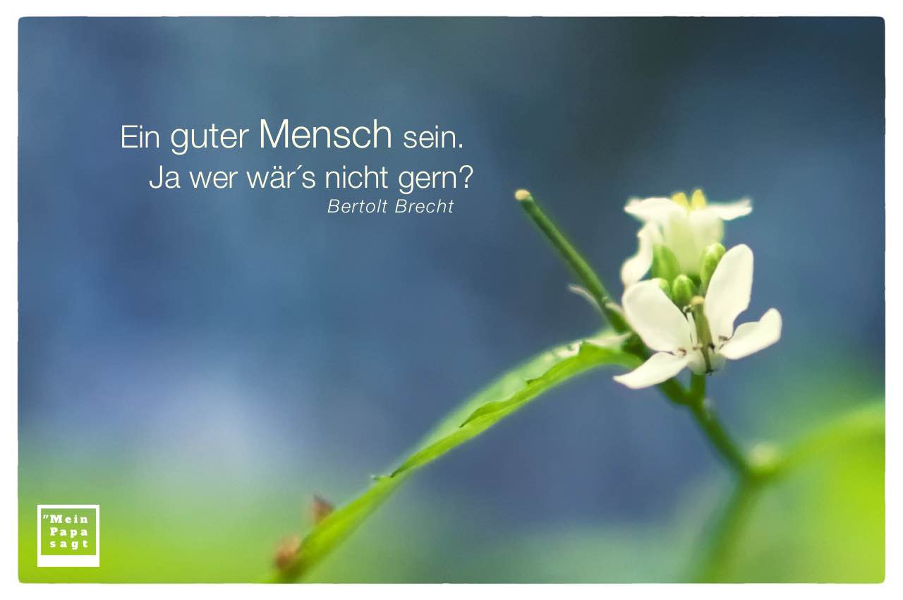 Kleine Blüten mit Brecht Zitate Bilder: Ein guter Mensch sein. Ja wer wär´s nicht gern? Bertolt Brecht
