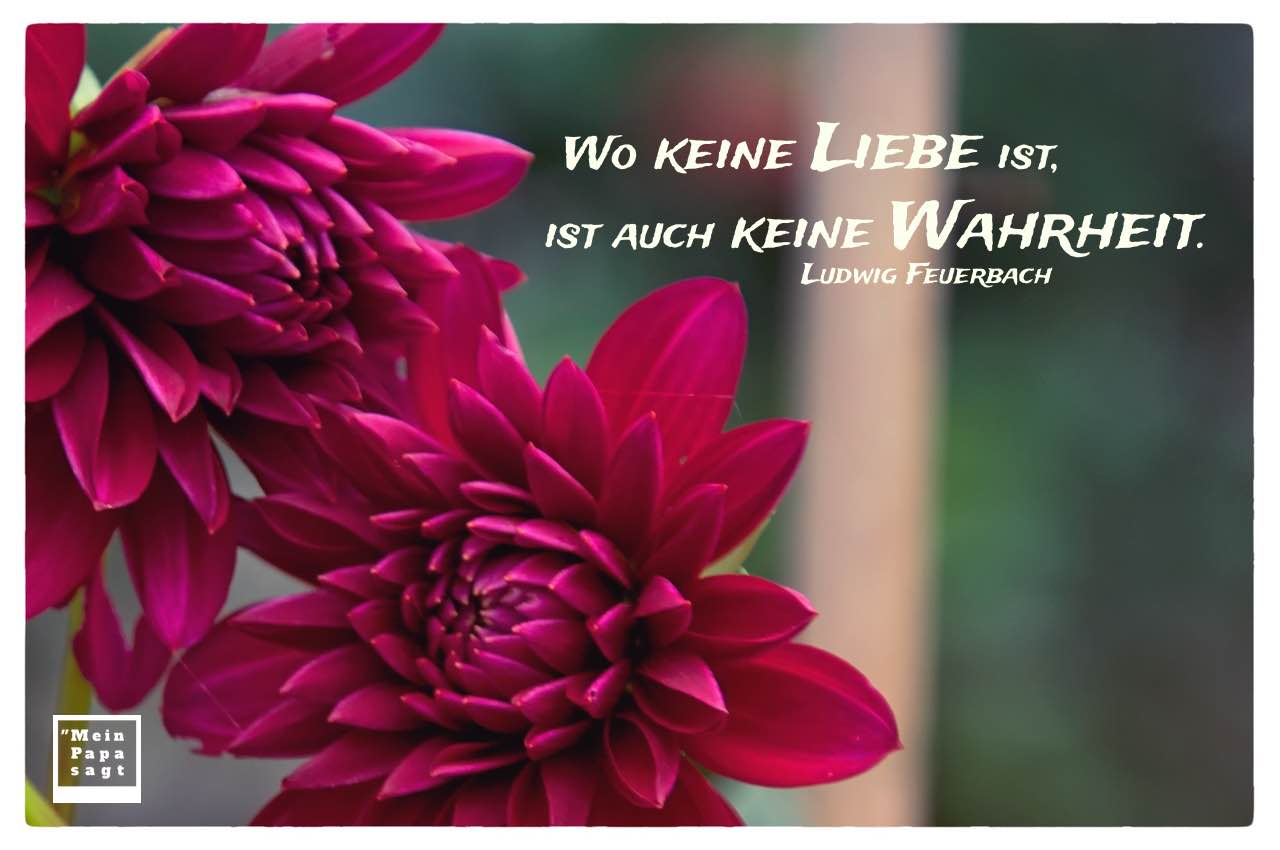 2 Blüten mit Feuerbach Zitate Bilder: Wo keine Liebe ist, ist auch keine Wahrheit. Ludwig Feuerbach