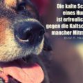 Beitragsbild - Die kalte Schnauze eines Hundes ist erfreulich warm gegen die Kaltschnäuzigkeit mancher Mitmenschen