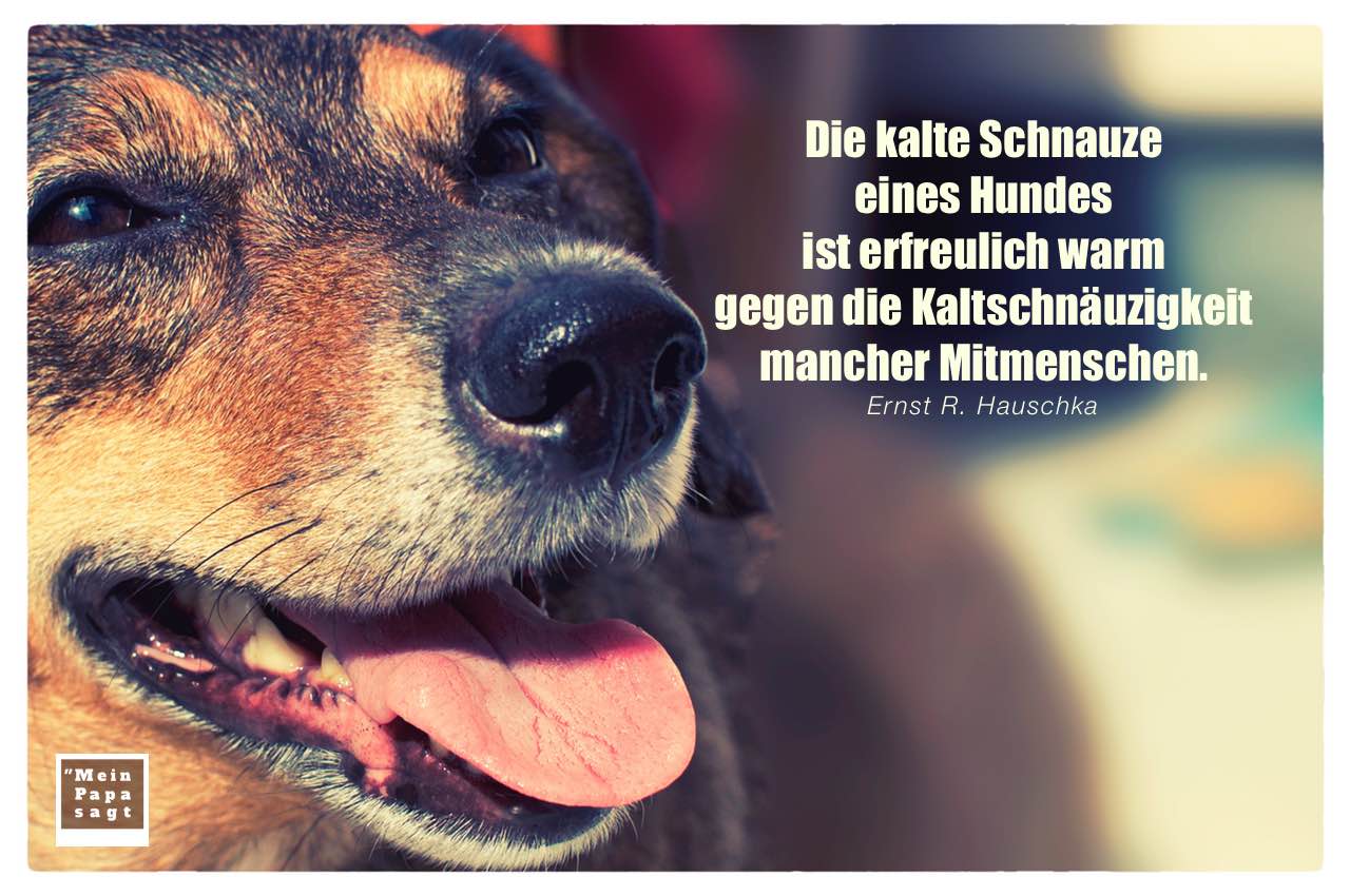 Hund mit Hauschka Zitate Bilder: Die kalte Schnauze eines Hundes ist erfreulich warm gegen die Kaltschnäuzigkeit mancher Mitmenschen. Ernst R. Hauschka