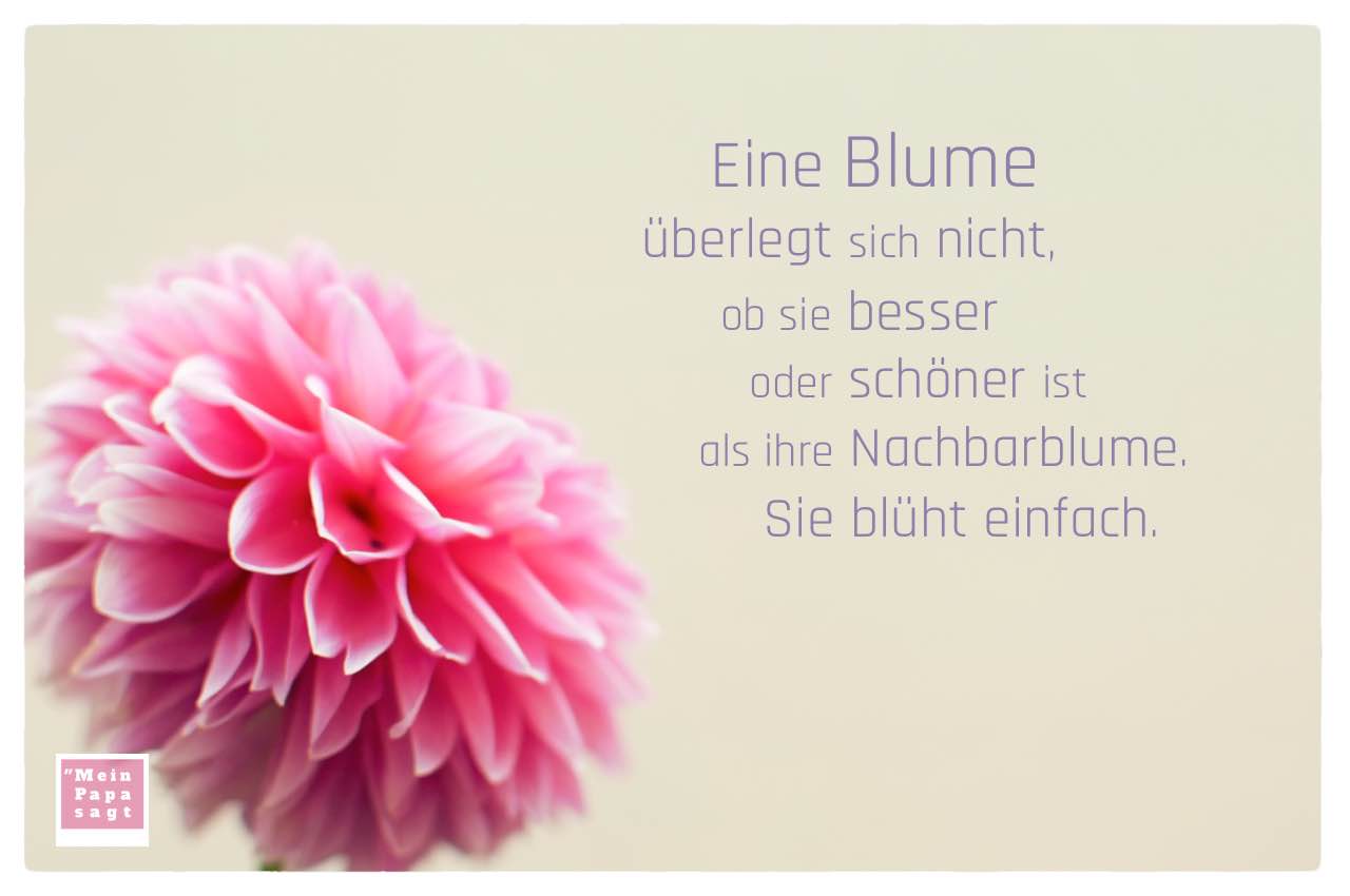 Schmuck-Dahlie mit Sprüche Bilder: Eine Blume überlegt sich nicht, ob sie besser oder schöner ist als ihre Nachbarblume. Sie blüht einfach.