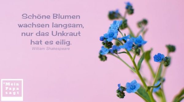 Thema Blume Zitate und Weisheiten mit Bild