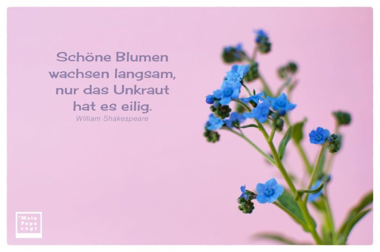 49++ Sprueche ueber blumen und freundschaft ideas in 2021 