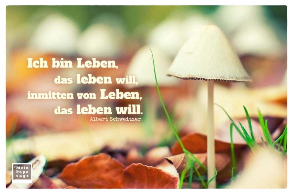 Ich bin Leben, das leben will, inmitten von Leben, das leben will