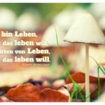 Pilze im Herbstlaub mit Schweitzer Zitate Bilder: Ich bin Leben, das leben will, inmitten von Leben, das leben will. Albert Schweitzer