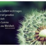 Pusteblume / Gewöhnlicher Löwenzahn mit Humboldt Zitate Bilder: Das Leben leicht tragen und tief genießen ist ja doch die Summe aller Weisheit. Wilhelm von Humboldt
