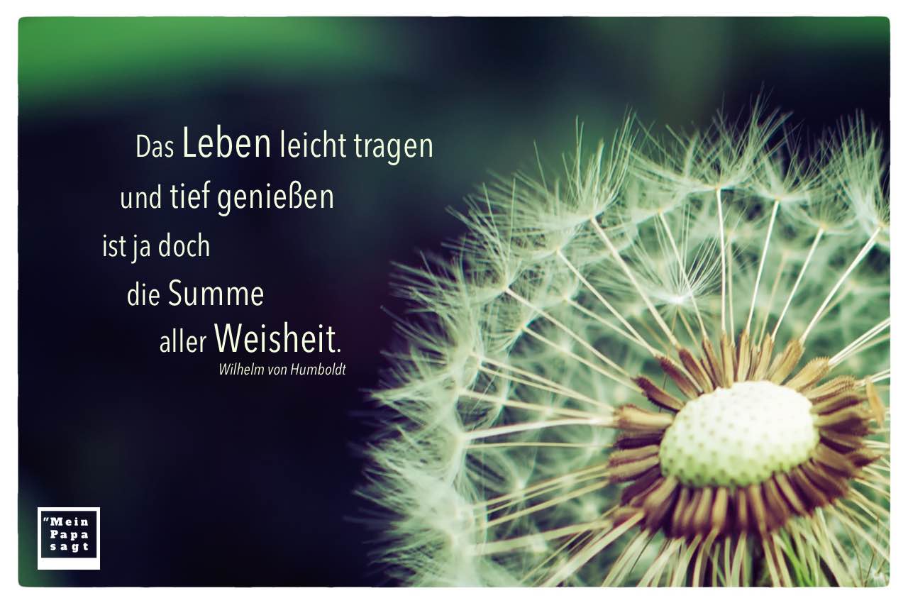 Pusteblume Spruche Zitate Leben Zitate