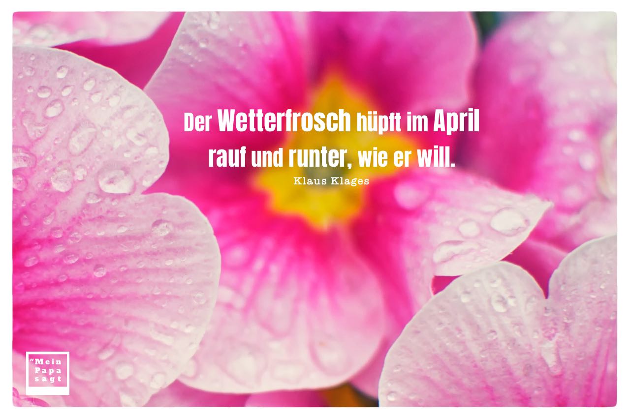Regentropfen auf Blüten mit Mein Papa sagt Klaus Klages Zitate Bilder: Der Wetterfrosch hüpft im April rauf und runter, wie er will. Klaus Klages