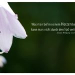 Blütenkelch mit Goethe Zitate Bilder: Was man tief in seinem Herzen besitzt, kann man nicht durch den Tod verlieren. Johann Wolfgang von Goethe