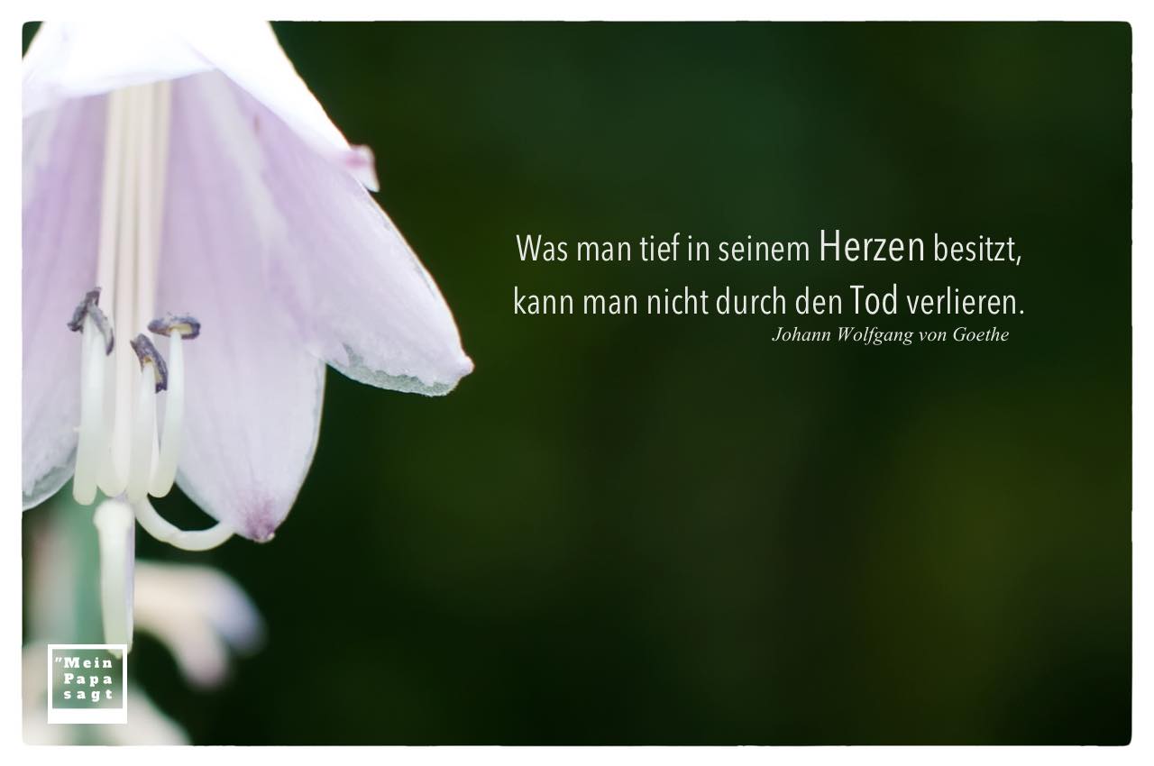 Blütenkelch mit Goethe Zitate Bilder: Was man tief in seinem Herzen besitzt, kann man nicht durch den Tod verlieren. Johann Wolfgang von Goethe
