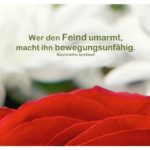 Rote Rosen vor weißen Blüten mit Nepalesischen Sprichwort mit Bild: Wer den Feind umarmt, macht ihn bewegungsunfähig. Nepalesisches Sprichwort