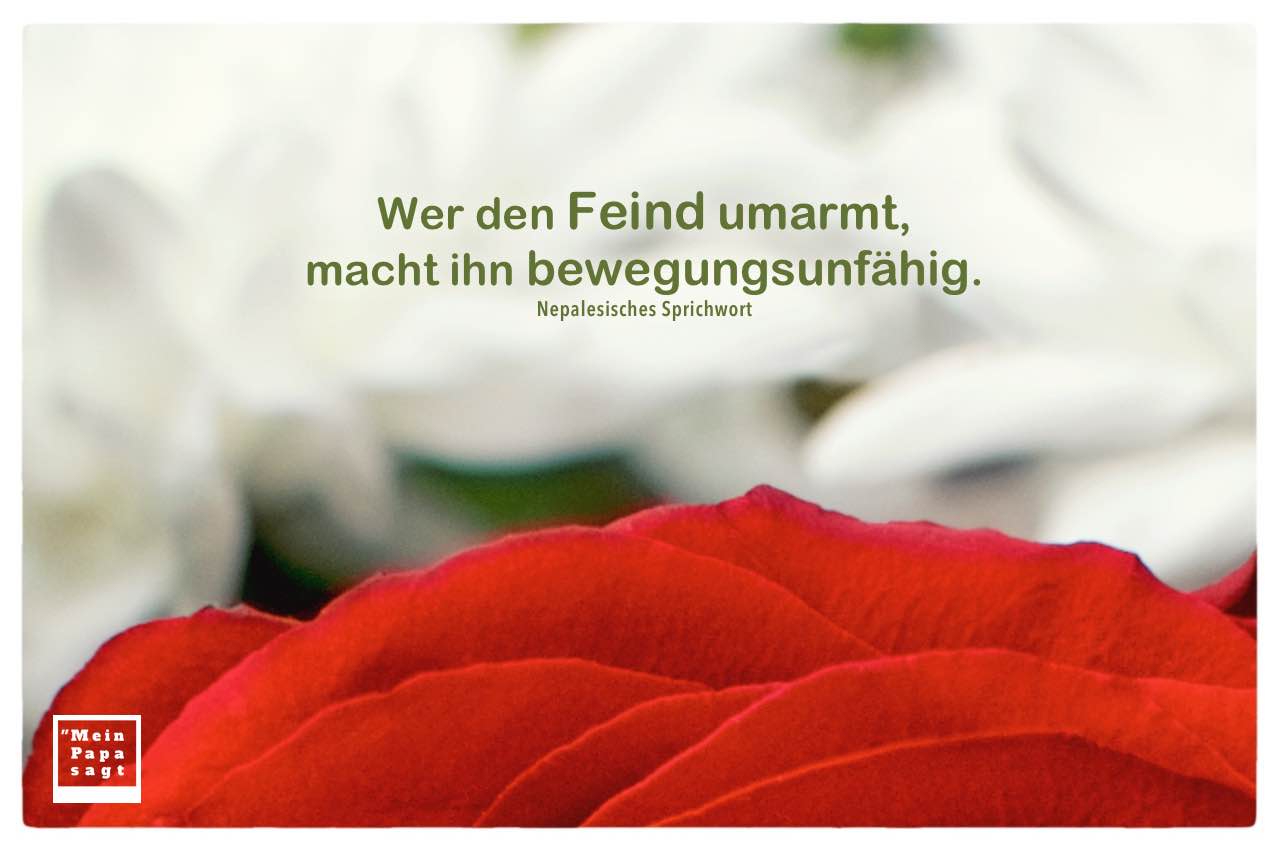 Rote Rosen vor weißen Blüten mit Nepalesischen Sprichwort mit Bild: Wer den Feind umarmt, macht ihn bewegungsunfähig. Nepalesisches Sprichwort 