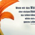 Beitragsbild - Wenn wir das Wunder einer einzigen Blume klar sehen könnten, würde sich unser ganzes Leben ändern