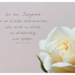 Rose mit Heine Zitate Bilder: In der Jugend ist die Liebe stürmischer, aber nicht so stark, so allmächtig, wie später. Heinrich Heine