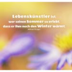 Blumen mit Polgar Zitate Bilder: Lebenskünstler ist, wer seinen Sommer so erlebt, dass er ihm noch den Winter wärmt. Alfred Polgar
