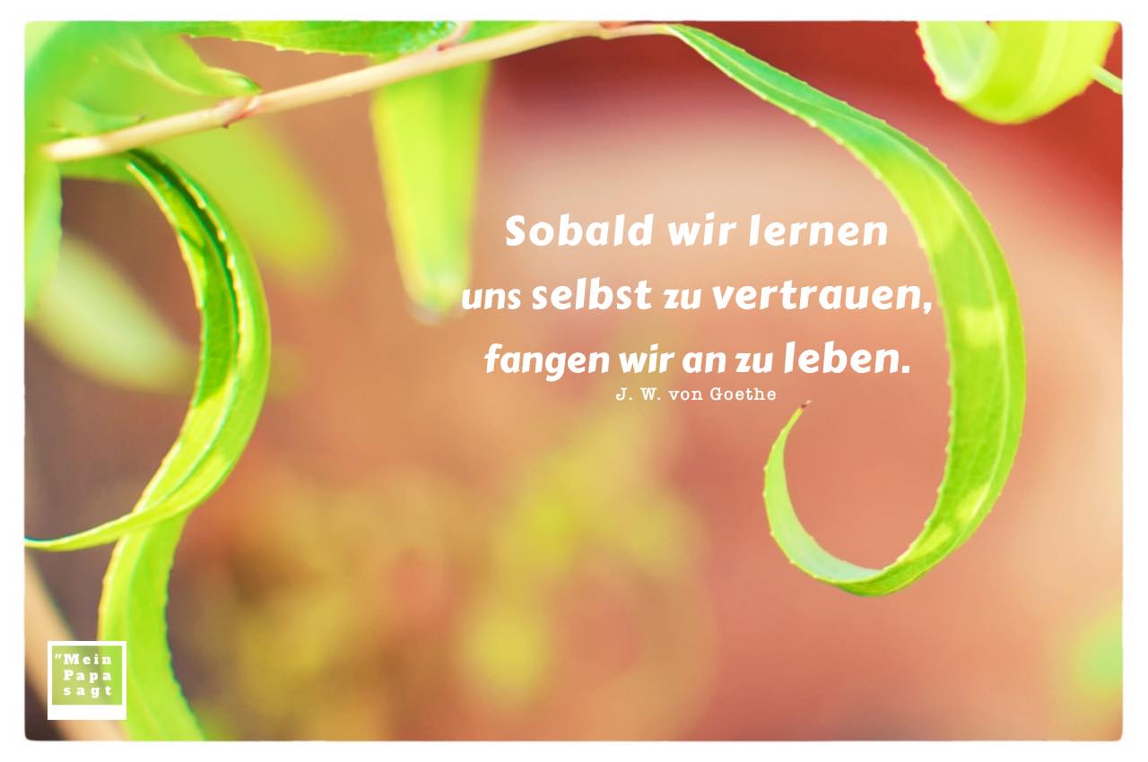 Blätter einer Weide mit Goethe Zitate Bilder: Sobald wir lernen uns selbst zu vertrauen, fangen wir an zu leben. J. W. von Goethe