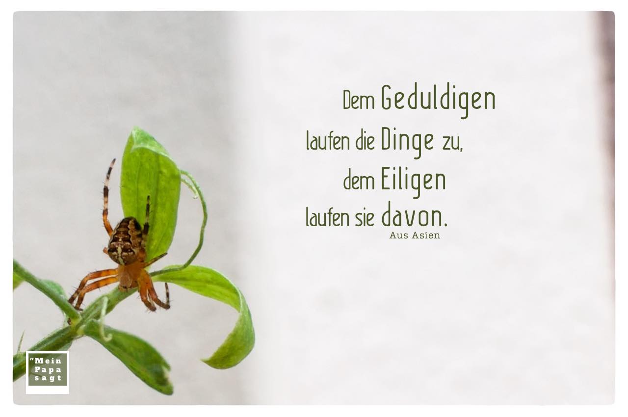 Spinne auf grünen Blättern mit dem asiatischen Sprichwort: Dem Geduldigen laufen die Dinge zu, dem Eiligen laufen sie davon. Aus Asien