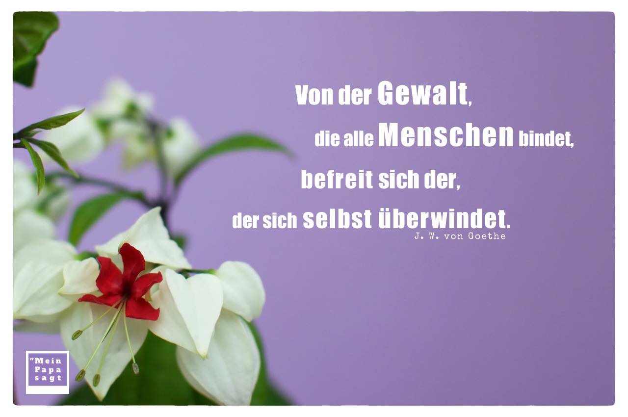 Blüte mit Goethe Zitate Bilder: Von der Gewalt, die alle Menschen bindet, befreit sich der, der sich selbst überwindet. J. W. von Goethe
