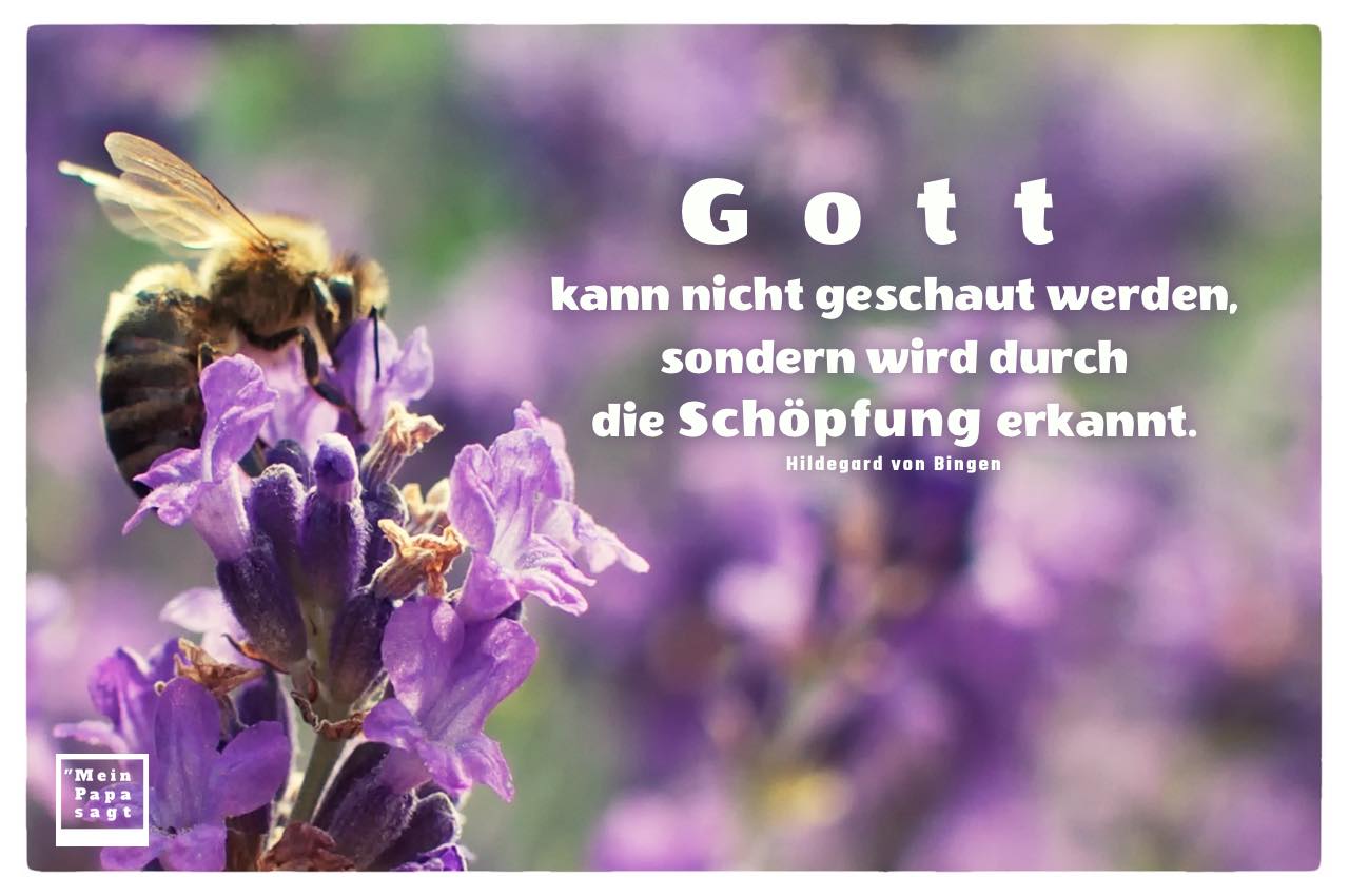 Biene auf Lavendel mit von Bingen Zitate Bilder: Gott kann nicht geschaut werden, sondern wird durch die Schöpfung erkannt. Hildegard von Bingen
