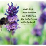 Biene im Lavendel mit Mein Papa sagt Emerson Zitate Bilder: Paß dich dem Schritt der Natur an; ihr Geheimnis heißt Geduld. Ralph Waldo Emerson