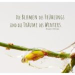 Winterjasmin im Eismantel mit Mein Papa sagt Gibran Zitate Bilder: Die Blumen des Frühlings sind die Träume des Winters. Khalil Gibran