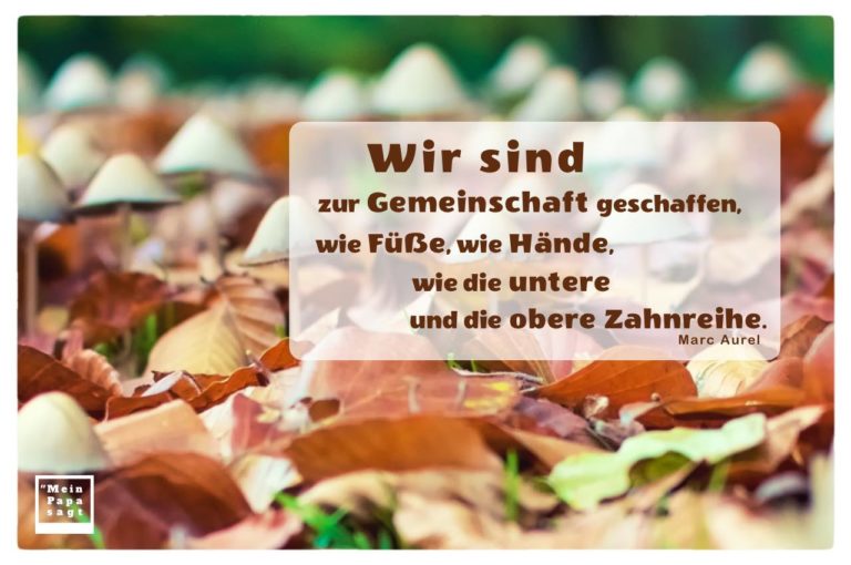 Wir sind zur Gemeinschaft geschaffen, wie Füße, wie Hände, wie die unter